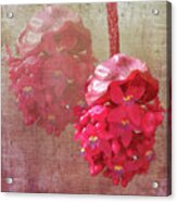 Ruby Colored Orchid Acrylic Print