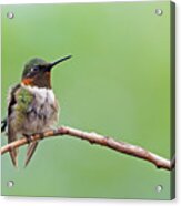 Ruby-throated Hummingbird #2 Acrylic Print