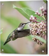 Ruby Throated Hummingbird 2016-1 Acrylic Print