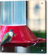 Ruby-throated Hummingbird At Feeder Acrylic Print