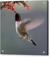 Ruby Throated Hummingbird Acrylic Print