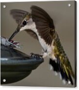 Ruby - Throated Hummingbird Acrylic Print