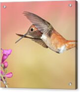 Rufous Hummingbird With Penstemon Acrylic Print