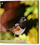 Spotted Towhee 1 Acrylic Print