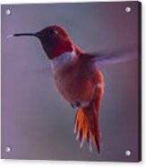 Rufus Hummingbird Acrylic Print