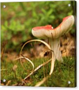 Russula Grass And Moss Acrylic Print