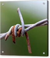 Rusted Barb Wire Acrylic Print