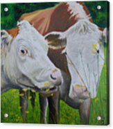 Sacred Cows Acrylic Print