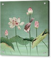 Sacred Lotus Flower Acrylic Print