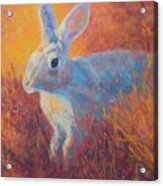 Sage Hare Acrylic Print