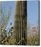 Saguaro Cactus Acrylic Print