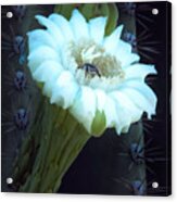 Saguaro Flower Acrylic Print