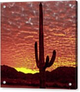 Saguaro Sunrise Acrylic Print
