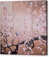 Sakura - Cherry Trees In Bloom Acrylic Print