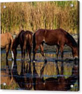 Salt River Horses Acrylic Print