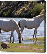Salt River Wild Horses Tonto National Forest Two White Mares Number One Acrylic Print