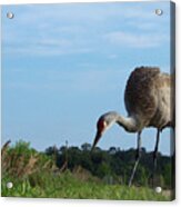 Sandhill Crane 018 Acrylic Print