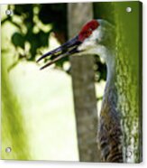 Sandhill Crane Acrylic Print