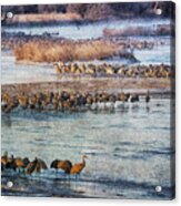 Sandhill Crane Platte River - Textured Acrylic Print