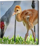 Sandhill Crane With Colt Acrylic Print