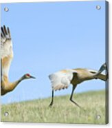 Sandhill Cranes Taking Flight Acrylic Print