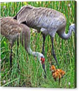 Florida Sandhill Cranes Newborns Acrylic Print