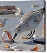 Sandpiper Acrylic Print