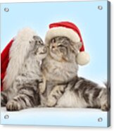 Santas Kissing Cats Acrylic Print