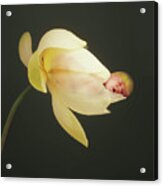 Savanna In A Lotus Flower Acrylic Print