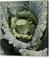 Savoy Cabbage In The Vegetable Garden Acrylic Print
