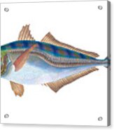 Scad Fish Acrylic Print