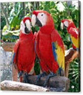 Scarlet Macaws Acrylic Print