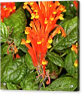 Scarlet Skullcap - Scutellaria Costaricana Acrylic Print