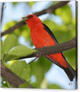 Scarlet Tanager Acrylic Print