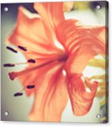 Scent Of Spring Acrylic Print
