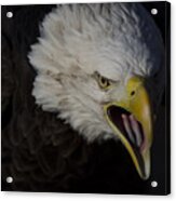 Screaming Eagle Acrylic Print