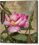 Scripted Rose Acrylic Print