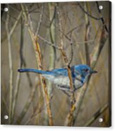 Scrub Jay Acrylic Print