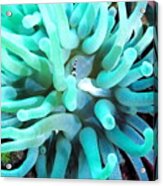 Sea Anemone And Squat Shrimp Acrylic Print