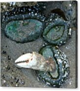 Sea Anemones And A Crab Pincher Acrylic Print