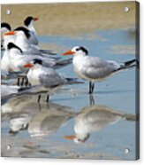 Sea Birds Acrylic Print