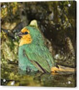 Sea Green Parrot Finch Bath Acrylic Print