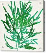 Sea Kelp Seaweed Art Odonthalia Dentata Acrylic Print