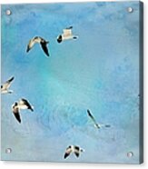 Sea Gulls In Flight Acrylic Print