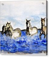 Sea Horses Acrylic Print