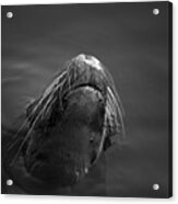 Sea Lion V Bw Acrylic Print