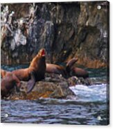 Sea Lions Acrylic Print