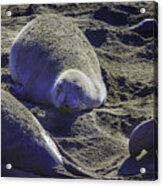 Sea Lions Sleeping Acrylic Print