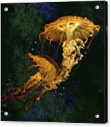 Sea Nettle Jellies Acrylic Print