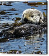 Sea Otter Acrylic Print